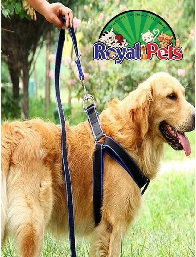 Harness & Lead For Large Dogs