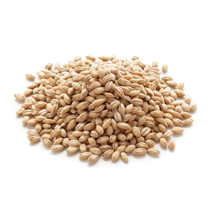 Barley (Joo): Hordeum Vlgare