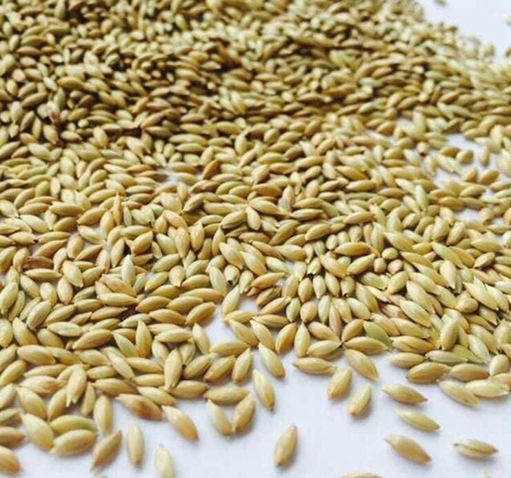Canary Seeds Organic Natural Whole Birds Food - Pack of 1KG