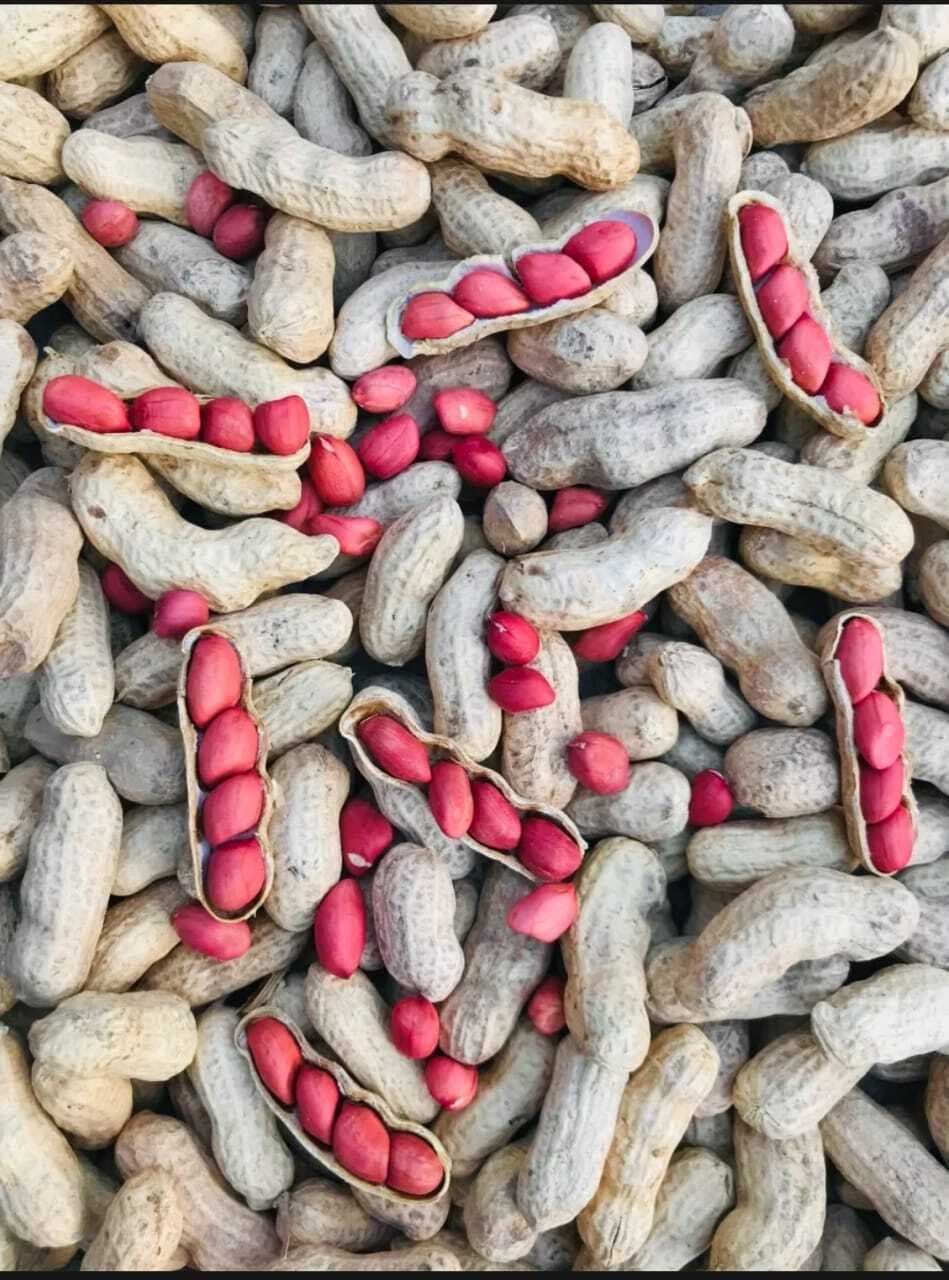 Parachinar  Peanuts (MungPhali) Parachinar Peanuts (Toasted) 500 grams/0.5 kg