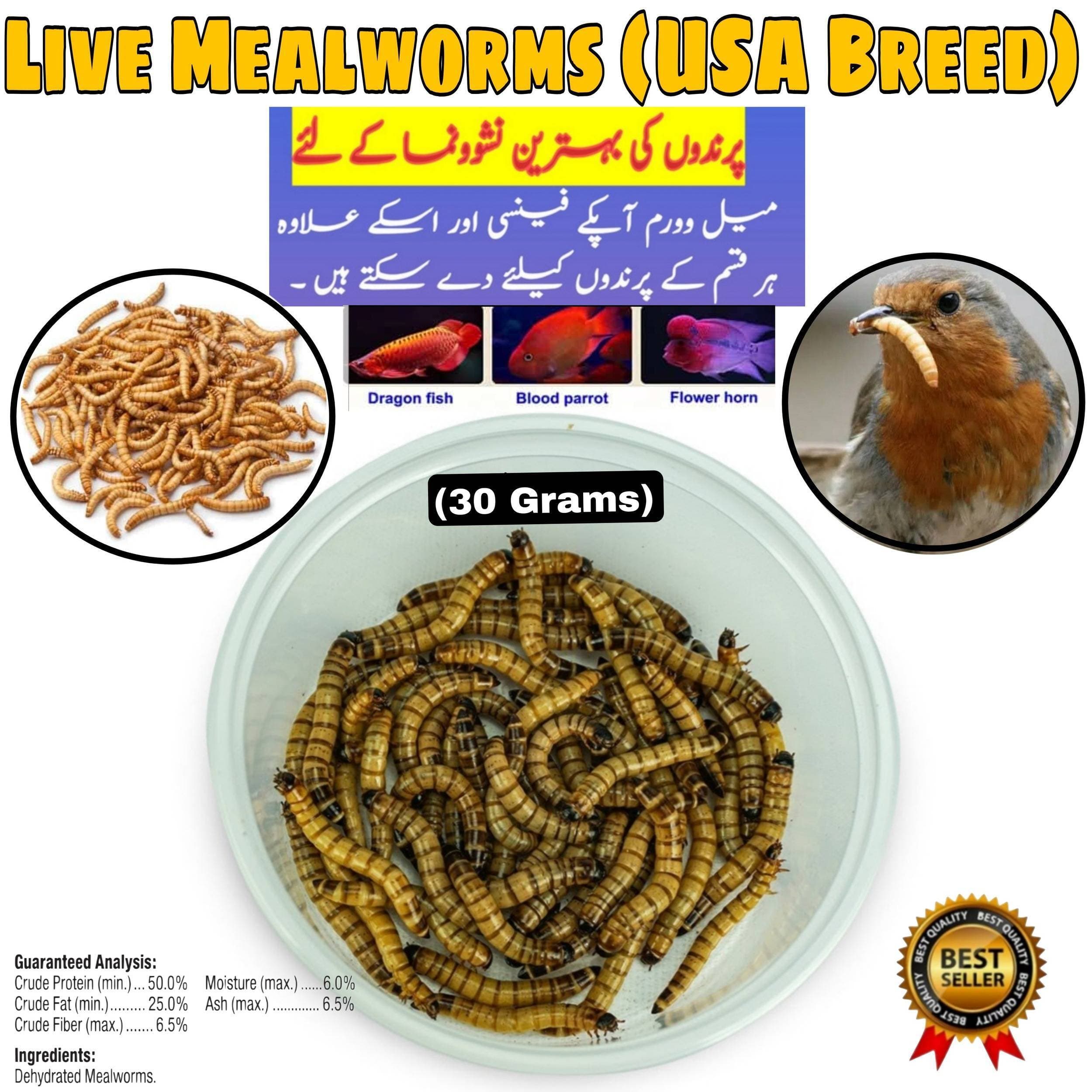 Darkling Beetle Meal Worms (Organic Food For Birds)