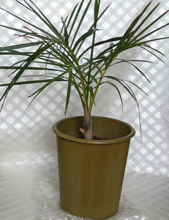 Plastic Nursery Pot Plant - Pack of 2